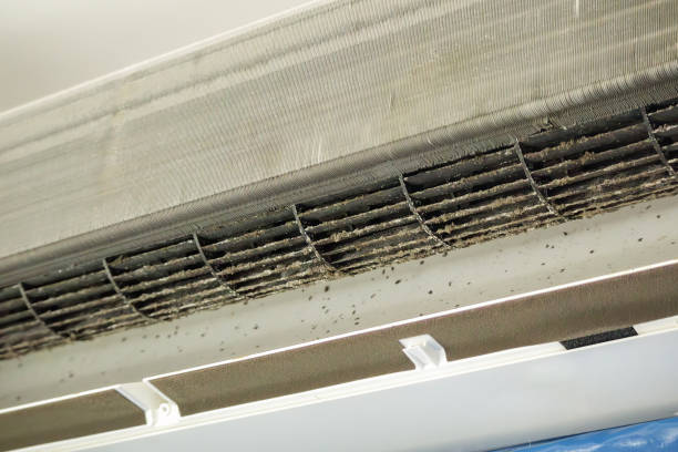 Best Mold and Mildew Removal from Ducts in Southeast Arcadia, FL